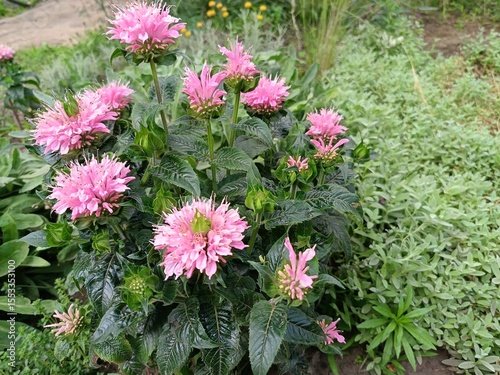 Monarda SUGAR BUZZ 'Pink Frosting' is a charming plant that brings a delicate touch of pink beauty to your garden. This variety of monarda is a unique combination of beautiful flowers and a wonderful 