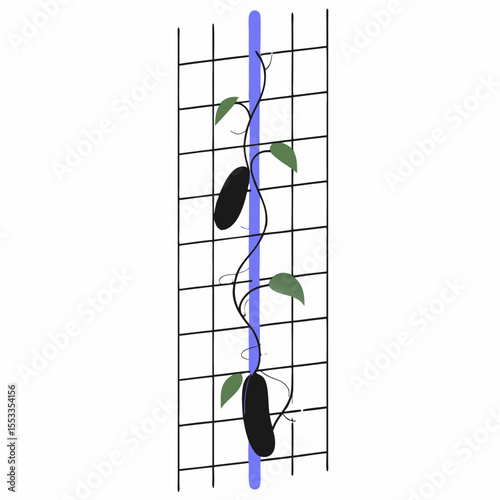 Cucumber plants climbing on wire mesh trellis in concept of gardening  