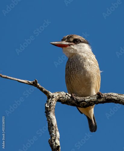 One striped kingfisher sitting on a twig with a clear blue background