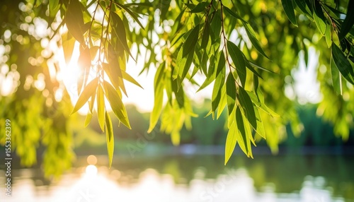 Bright Sunlight Filtering Through Lush Green Leaves