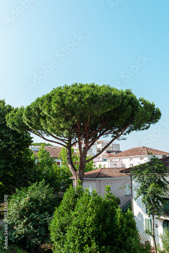 Pinus pinea, Italian pine tree in the summer urban time day. Blue sky, house, houses roofs, hotels.