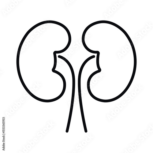 Human kidney line vector icon