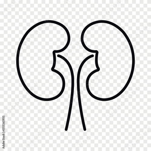 Human kidney line vector icon