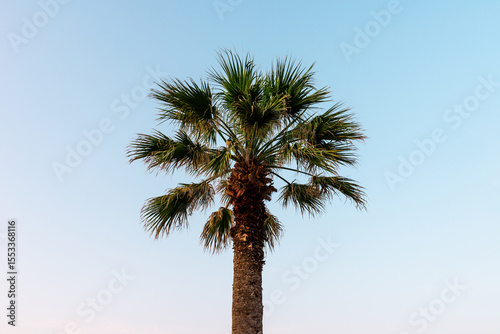 Palm on the summer blue sky.