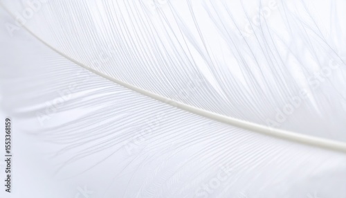 Closeup White Feather Detail