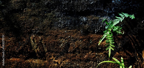 Tableau sur toile long natural background, The image captures the concept of resilience and persistence of nature in challenging environments