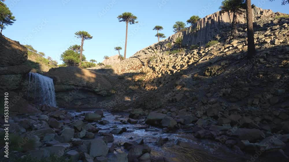 Cascada del Basalto waterfall plunges from a rocky cliff with Araucaria trees. Caviahue, Neuquen, Argentina Cascada del Basalto waterfall plunges from a rocky cliff with Araucaria trees. Caviahue, Neuquen, Argentina