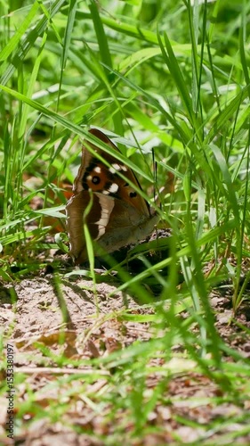 Purple Emperor Feeding on Animal Droppings
