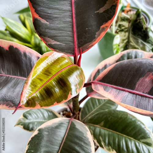 Young leaf of Ficus elastica Belize, close-up. Variegated leaves with beige-pink shade. Houseplant. Care and breeding, favorite hobby. Square. Selective focus