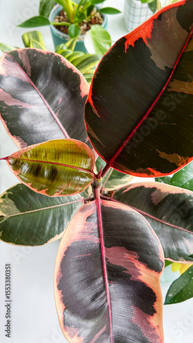 Young leaf of Ficus elastica Belize, close-up. Variegated leaves with beige-pink shade. Houseplant. Care and breeding, favorite hobby. Vertical. Selective focus