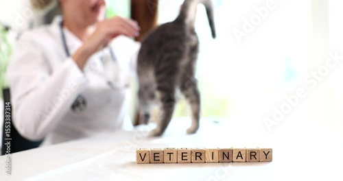 Wooden letter cubes spell Veterinary in front of veterinary doctor petting gray tabby cat during medical examination. Woman shows animal commitment