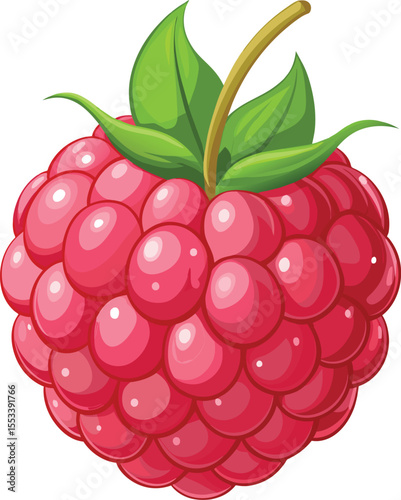 Raspberry fruit vector illustration