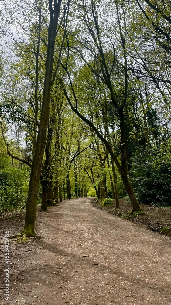 Tree-lined Forest Path in Green Woods on a Cloudy Day Tree-lined Forest Path in Green Woods on a Cloudy Day