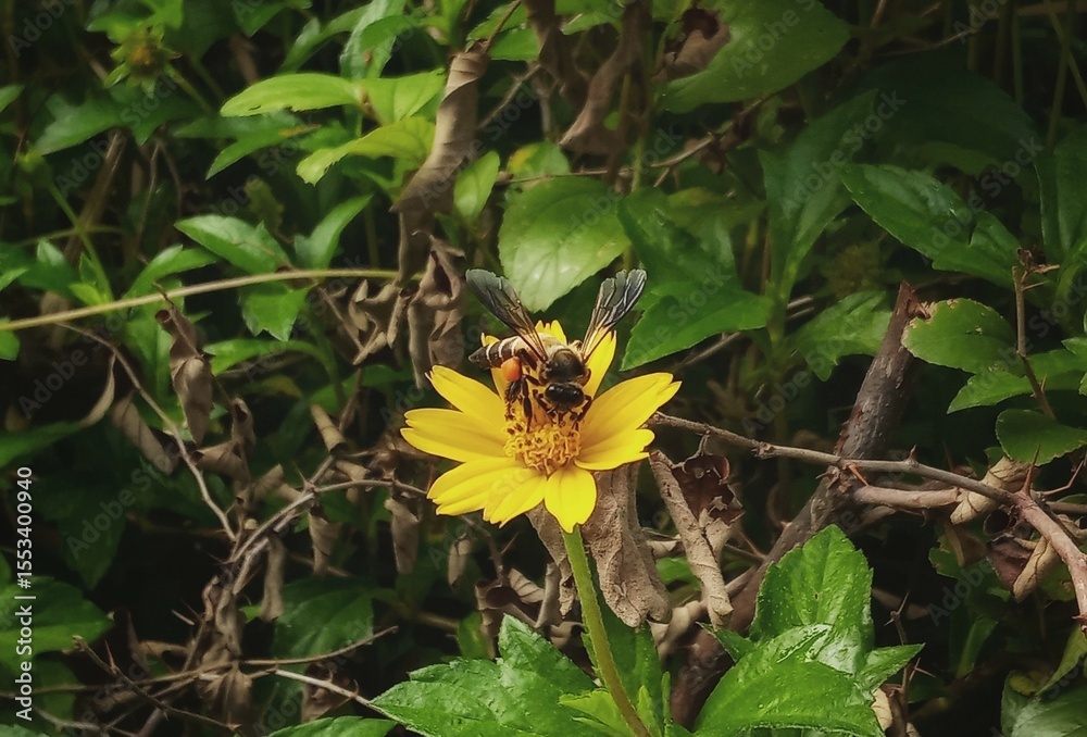 Close -up bee on yellow flower in forest Close -up bee on yellow flower in forest