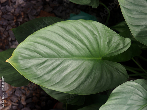 green and silver plant decorate garden