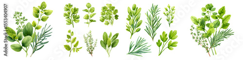Wallpaper Mural Watercolor Herbs Collection: Culinary & Medicinal Plants Torontodigital.ca