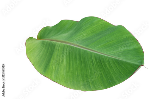 Banana green leaf on white background