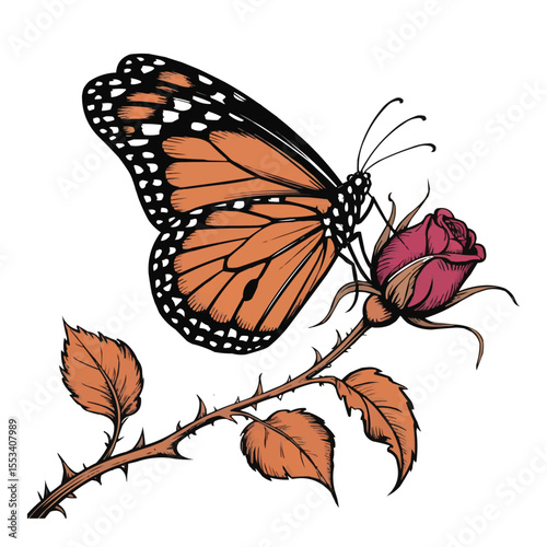 vector of a nice butterfly on white background