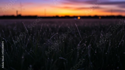 Morning dew glistening on blades of grass with sunrise sky in distance, seamless looping 4k time-lapse animation video background. Nature concept