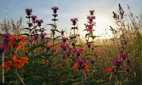 Vibrant Wildflowers in a Sunset Meadow