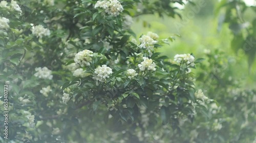 White jasmine and bee worker on green bokeh background 