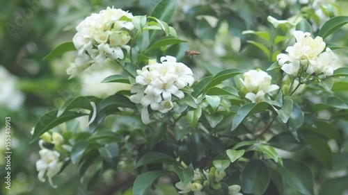 White jasmine and bee worker on green bokeh background 