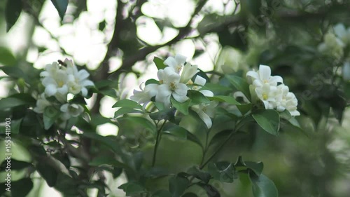White jasmine and bee worker on green bokeh background 