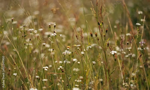 White Wildflowers in a Summer Meadow