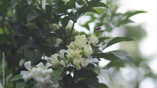 White jasmine and bee worker on green bokeh background 