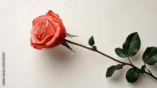 Single coral rose on white background soft floral image