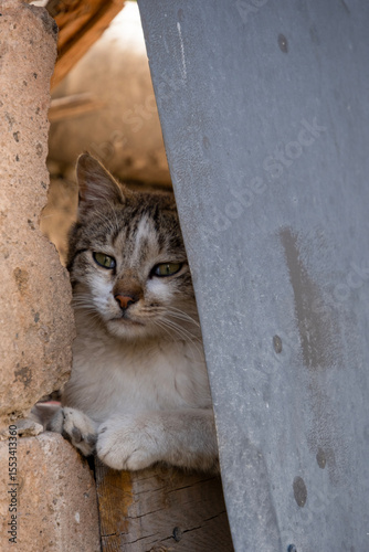 a stray cat peeks out through a gap in a fence, Gyumri, Armenia