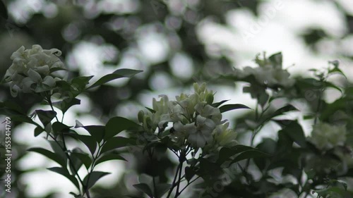 White jasmine and bee worker on green bokeh background 