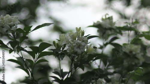White jasmine and bee worker on green bokeh background 