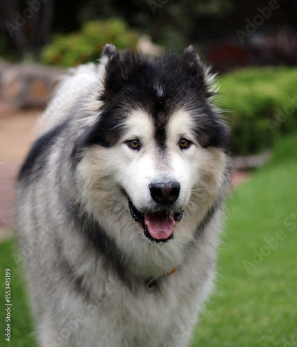Alaskan Malamute
