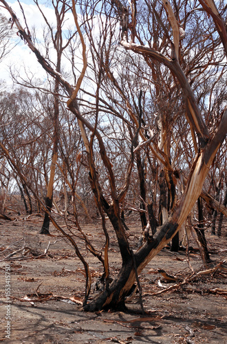 Bush landscape after bushfire