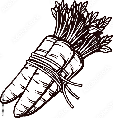 Hand drawn bundle of fresh carrots tied with twine, vintage engraving illustration isolated on white background