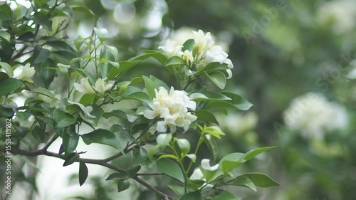 White jasmine and bee worker on green bokeh background 