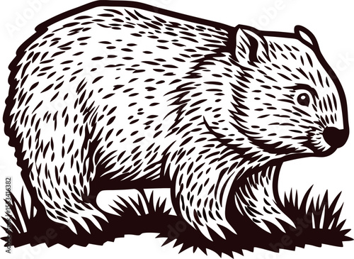Detailed hand drawn illustration of a wombat in vintage engraving isolated on white background