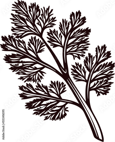 Hand drawn cilantro sprig illustration vintage engraving botanical isolated on white background