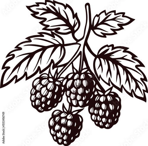 Vintage engraved drawing of ripe blackberry branch with leaves and berries isolated on white background