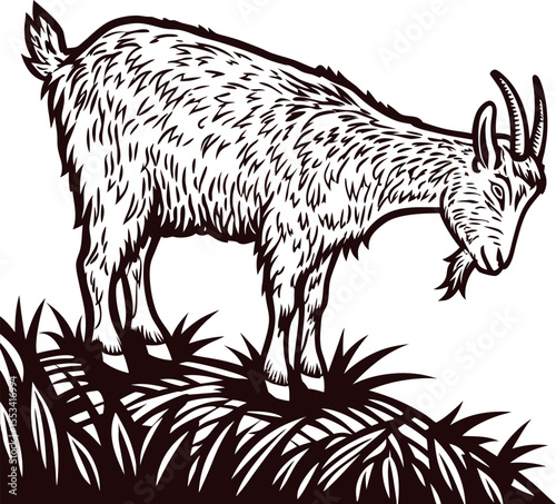 Hand drawn billy goat grazing on grass detailed black and white engraved farm animal illustration