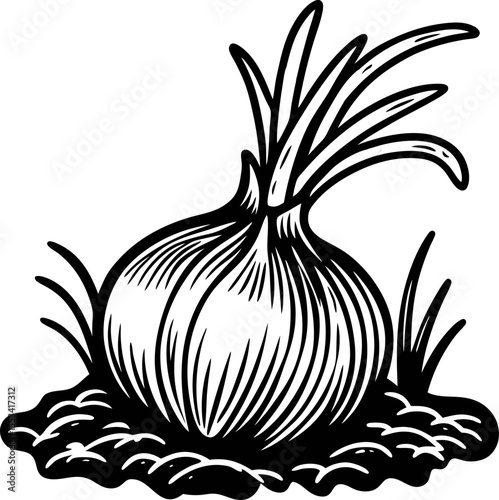 Hand drawn onion bulb with shoots and soil, black and white vintage engraving illustration