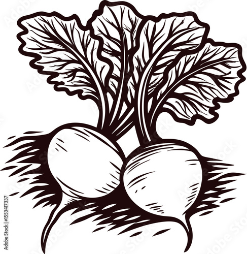 Hand drawn turnip vegetable with leaves illustration vintage organic root sketch isolated on white background