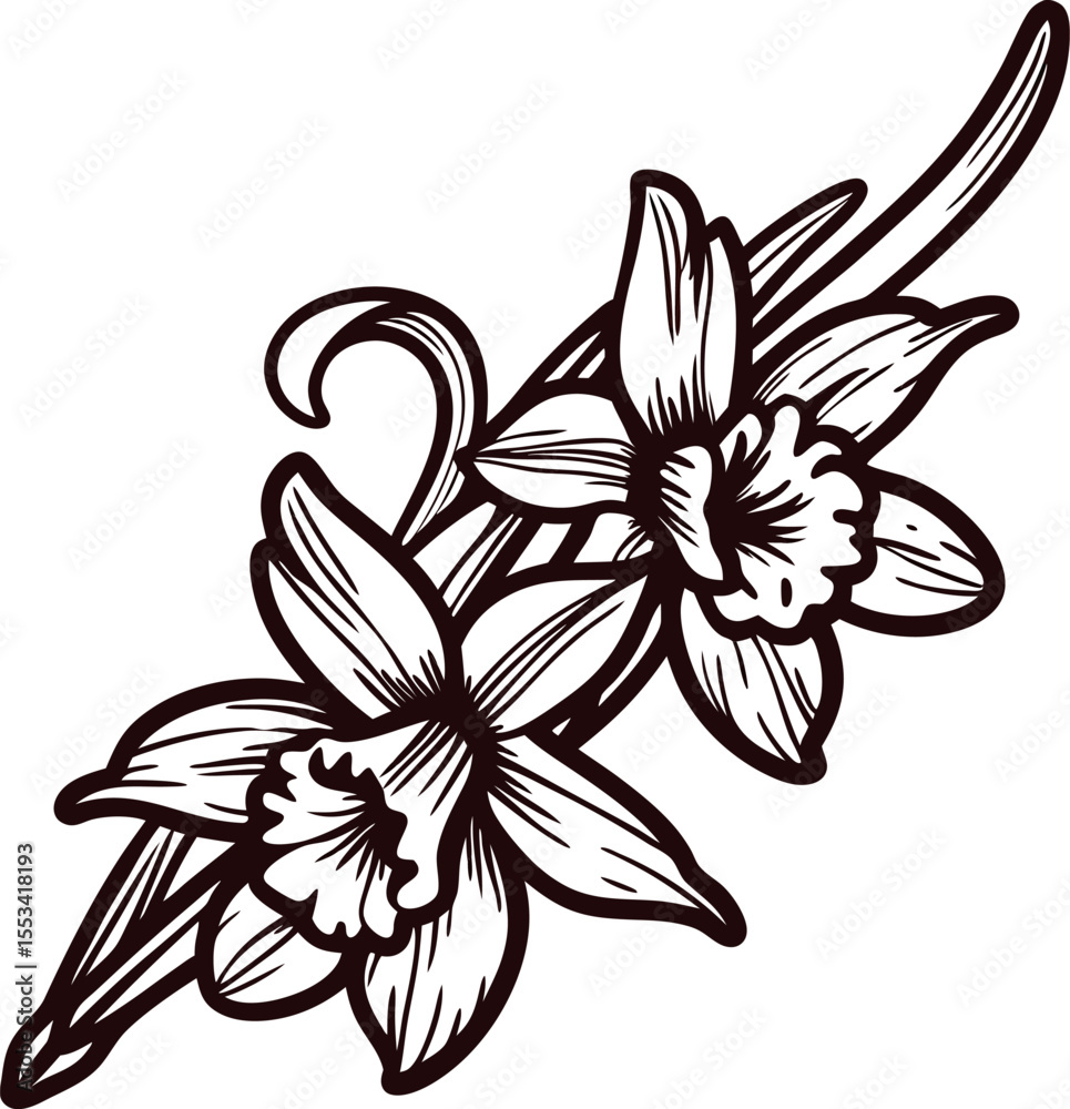 Fototapeta premium Hand drawn daffodil flowers illustration vintage floral botanical sketch with two blooming narcissus and long leaves