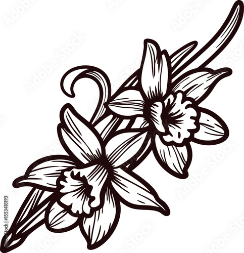 Hand drawn daffodil flowers illustration vintage floral botanical sketch with two blooming narcissus and long leaves
