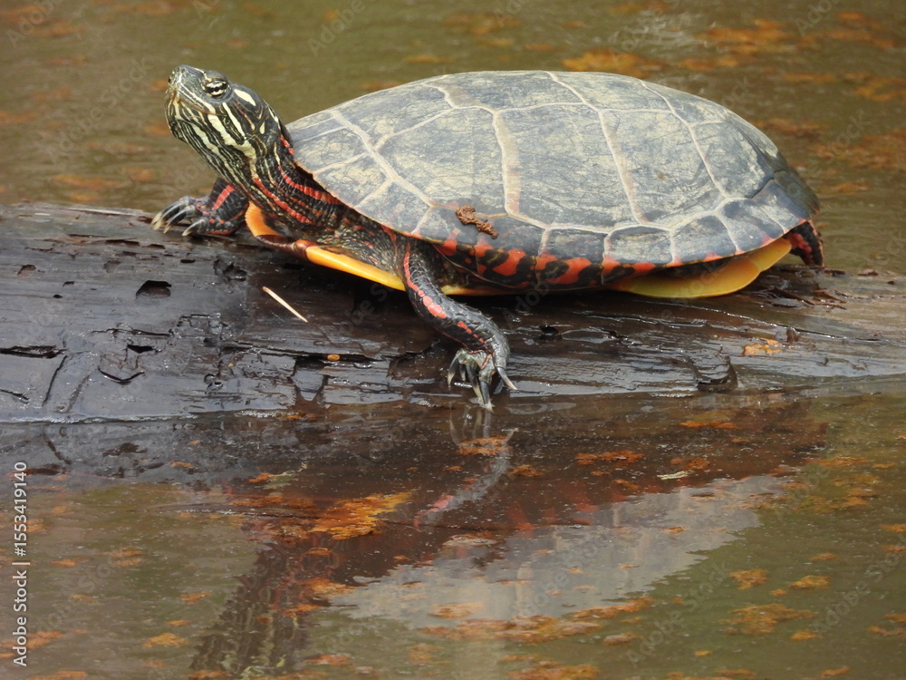 Obraz premium Eastern painted turtle basking in the warmth of the summer sun. Blackwater National Wildlife Refuge, Dorchester County, Cambridge, Maryland.