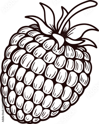 Detailed black and white hand drawn raspberry illustration isolated on white background, botanical sketch engraving