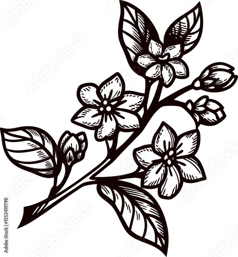 Vintage botanical illustration of jasmine flower branch with leaves and detailed hand drawn floral sketch
