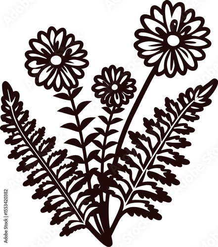 Black and white botanical illustration of chamomile flowers and fern leaves, vintage engraved