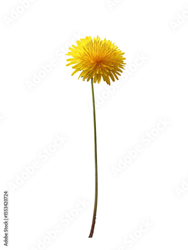 A simple photo-realistic image of a large single beautiful long stemmed dandelion in full yellow bloom, on a plain white or transparent background